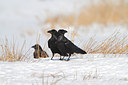 BUITEN BEELD Foto: 159960