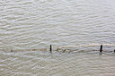 BUITEN BEELD Foto: 160109