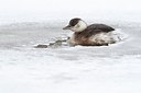 BUITEN BEELD Foto: 160205