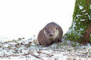 BUITEN BEELD Foto: 160287