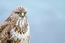 BUITEN BEELD Foto: 160327