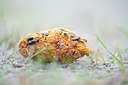 BUITEN BEELD Foto: 160438