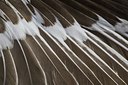 BUITEN BEELD Foto: 160488