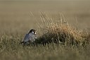 BUITEN BEELD Foto: 160489