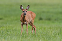 BUITEN BEELD Foto: 160939