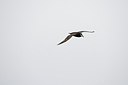 BUITEN BEELD Foto: 160998