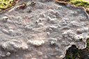 BUITEN BEELD Foto: 161006