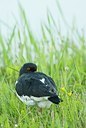 BUITEN BEELD Foto: 161182