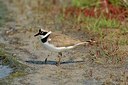 BUITEN BEELD Foto: 161227
