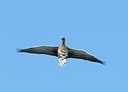 BUITEN BEELD Foto: 161257