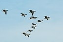 BUITEN BEELD Foto: 161300