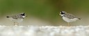BUITEN BEELD Foto: 161315
