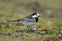 BUITEN BEELD Foto: 161338
