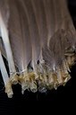 BUITEN BEELD Foto: 161361