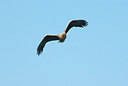 BUITEN BEELD Foto: 161539
