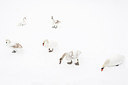 BUITEN BEELD Foto: 161560