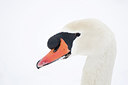 BUITEN BEELD Foto: 161581