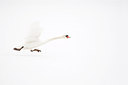 BUITEN BEELD Foto: 161586