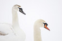 BUITEN BEELD Foto: 161598