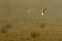 BUITEN BEELD Foto: 161731
