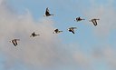 BUITEN BEELD Foto: 161811