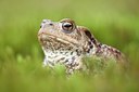 BUITEN BEELD Foto: 161837