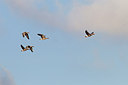 BUITEN BEELD Foto: 161839