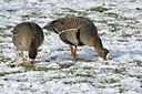 BUITEN BEELD Foto: 162147