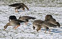BUITEN BEELD Foto: 162183