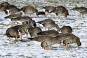 BUITEN BEELD Foto: 162184