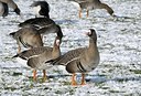 BUITEN BEELD Foto: 162207