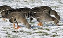 BUITEN BEELD Foto: 162209