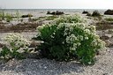 BUITEN BEELD Foto: 162239