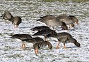 BUITEN BEELD Foto: 162289