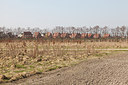 BUITEN BEELD Foto: 162352