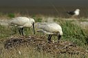 BUITEN BEELD Foto: 162360
