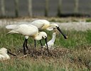 BUITEN BEELD Foto: 162363