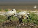 BUITEN BEELD Foto: 162364