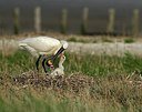 BUITEN BEELD Foto: 162366