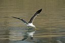 BUITEN BEELD Foto: 162661