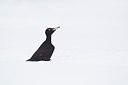 BUITEN BEELD Foto: 162693