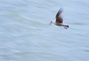 BUITEN BEELD Foto: 162737