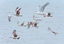 BUITEN BEELD Foto: 162742