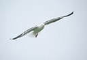 BUITEN BEELD Foto: 162744