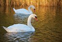 BUITEN BEELD Foto: 162746