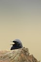 BUITEN BEELD Foto: 162752