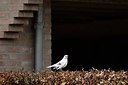 BUITEN BEELD Foto: 162764