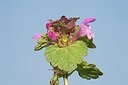 BUITEN BEELD Foto: 162768