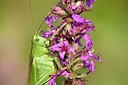 BUITEN BEELD Foto: 162786
