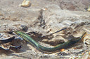 BUITEN BEELD Foto: 162806